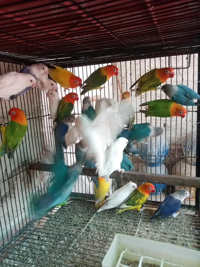 mix lovebirds — photo 2