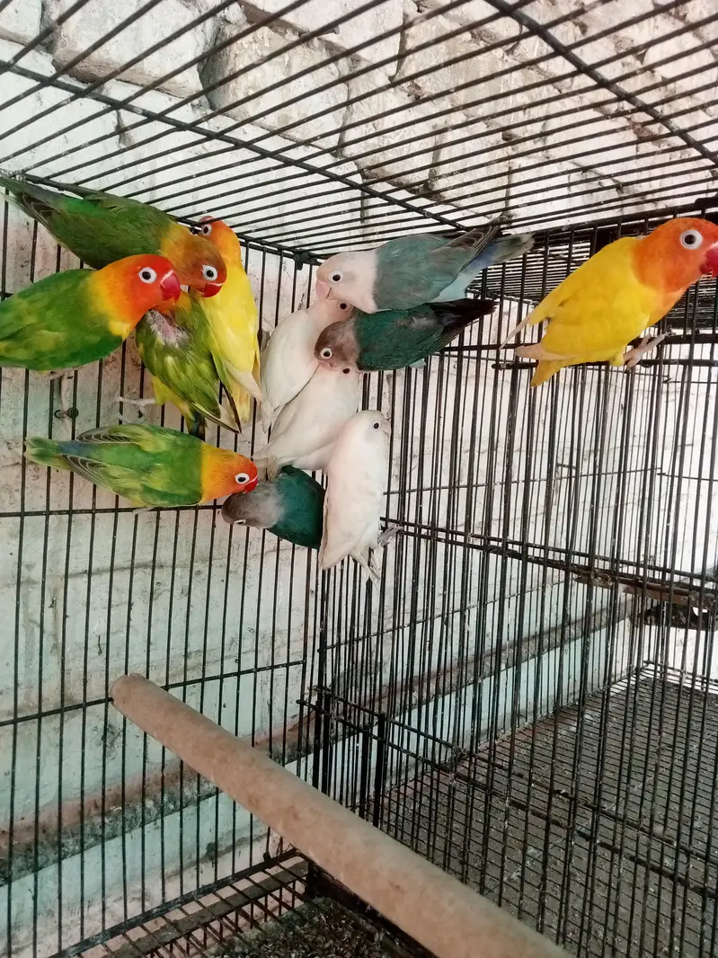 mix lovebirds — photo 3