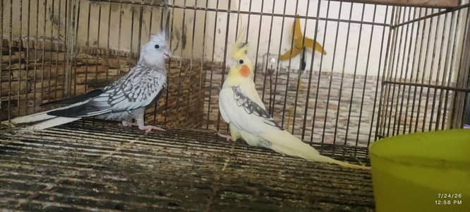 love bird and cockatiel pair