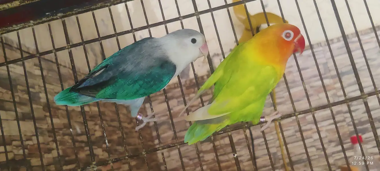 love bird and cockatiel pair — photo 2