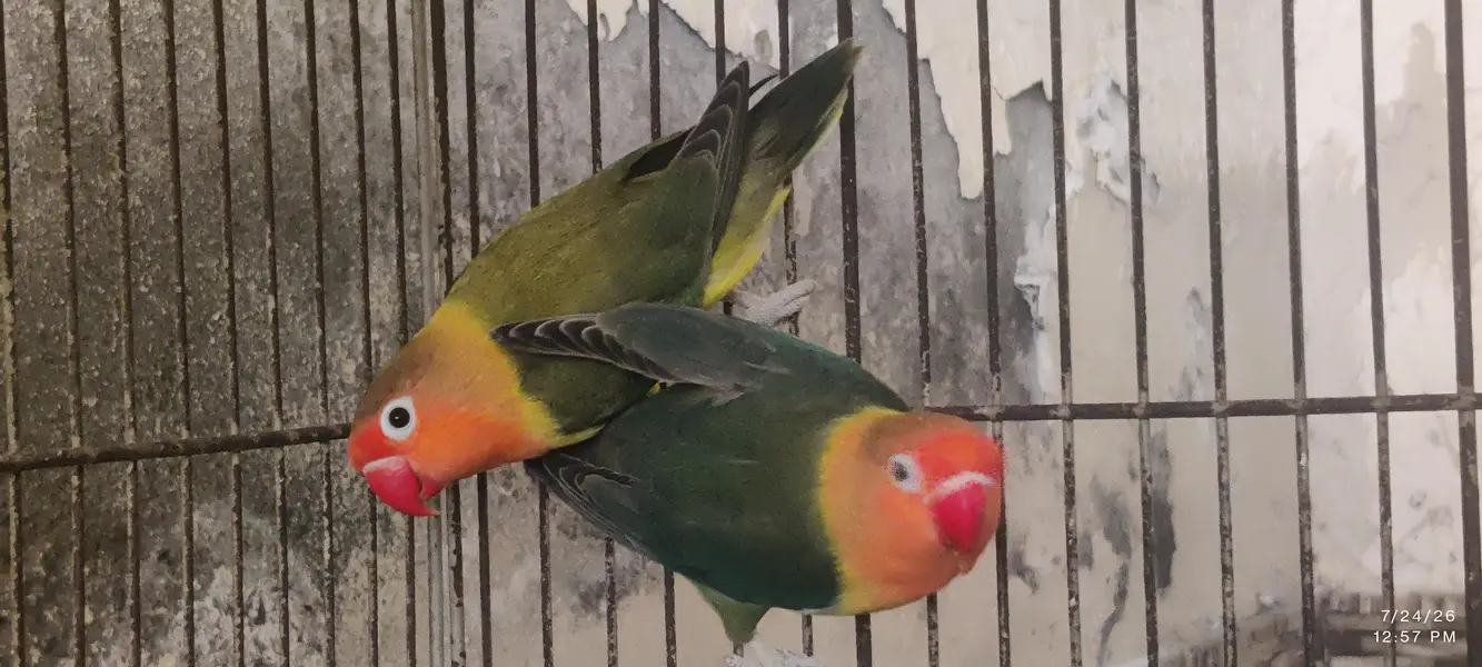 love bird and cockatiel pair — photo 3