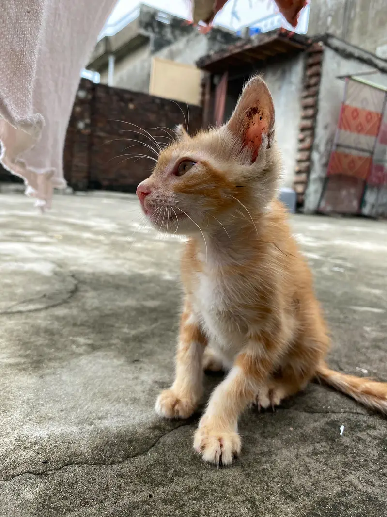 5 6 month ka baby hai ye Mai sall krna Chahta hu non purshain hai. — photo 3