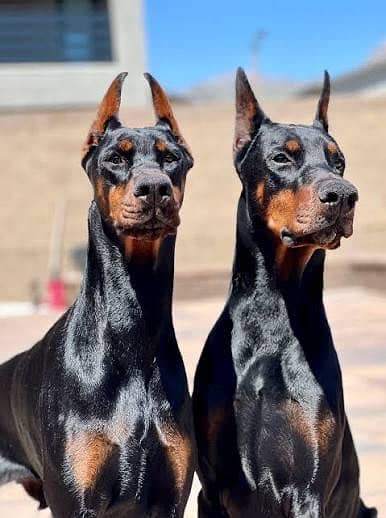 Doberman pair available for sale