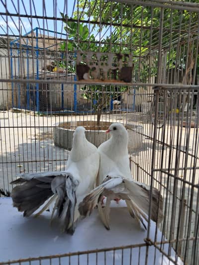 Silver tail pair for sale