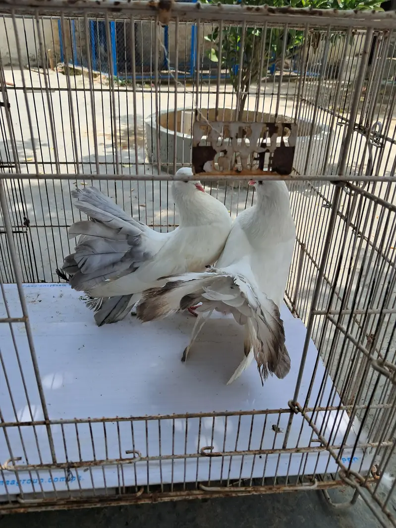 Silver tail pair for sale — photo 2