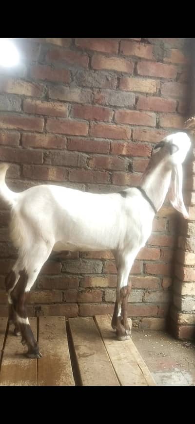pure bcha for sale
