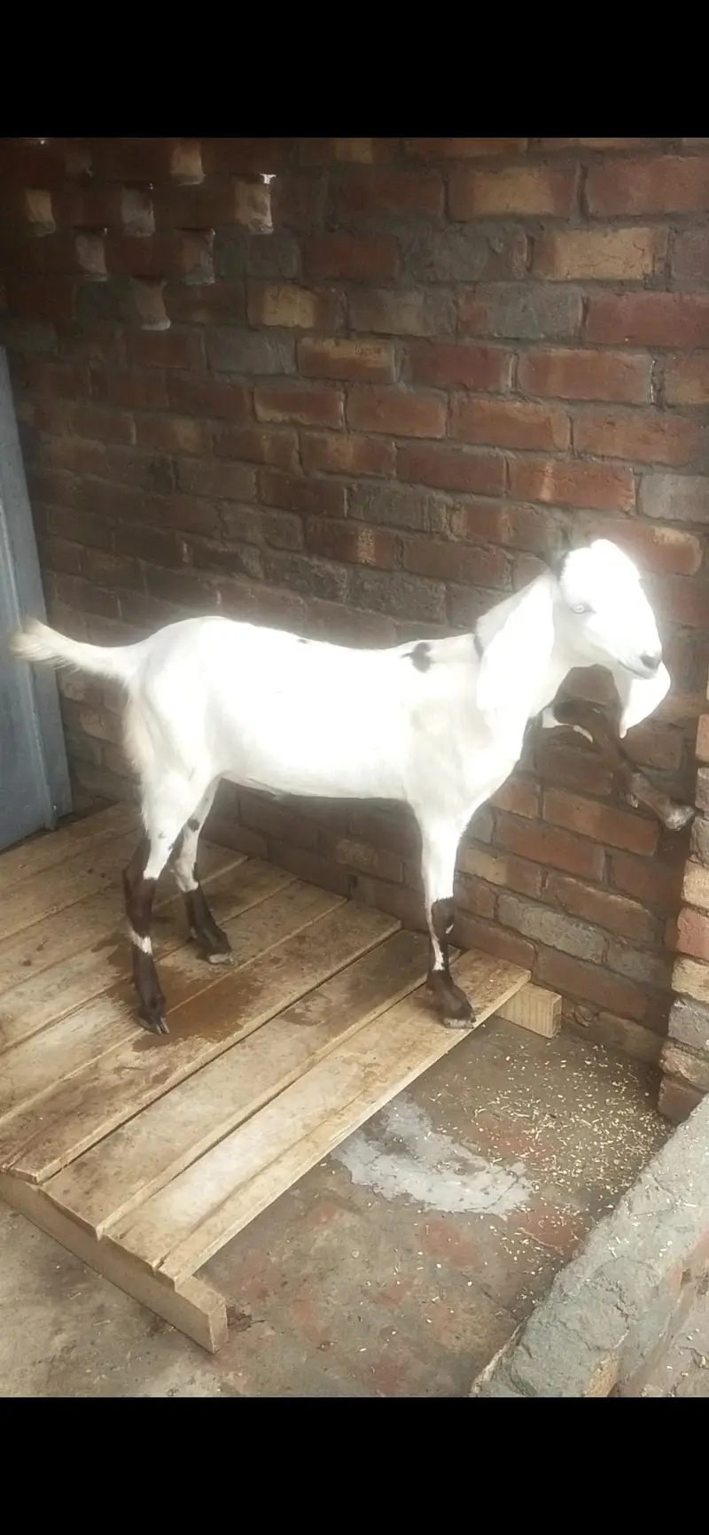 pure bcha for sale — photo 2