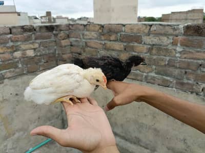 Golden Missri Chicks (0315)(0059632)
