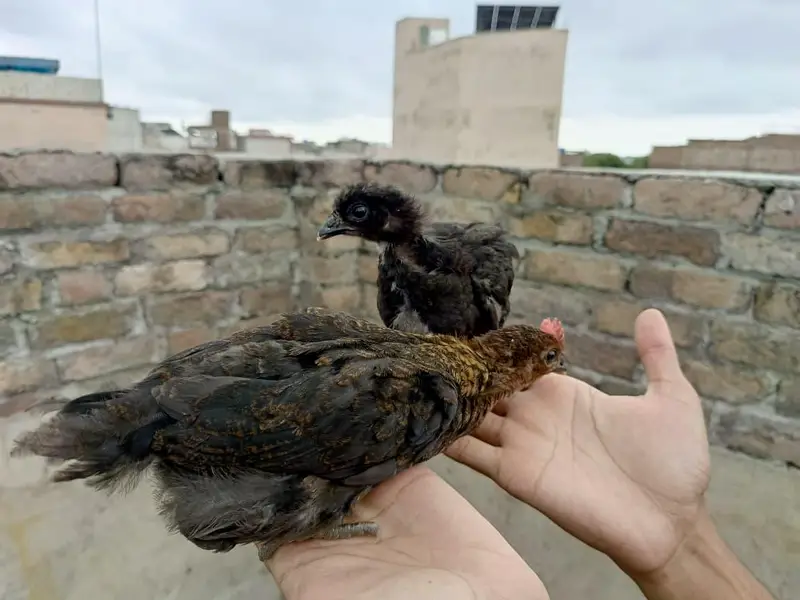 Golden Missri Chicks (0315)(0059632) — photo 3