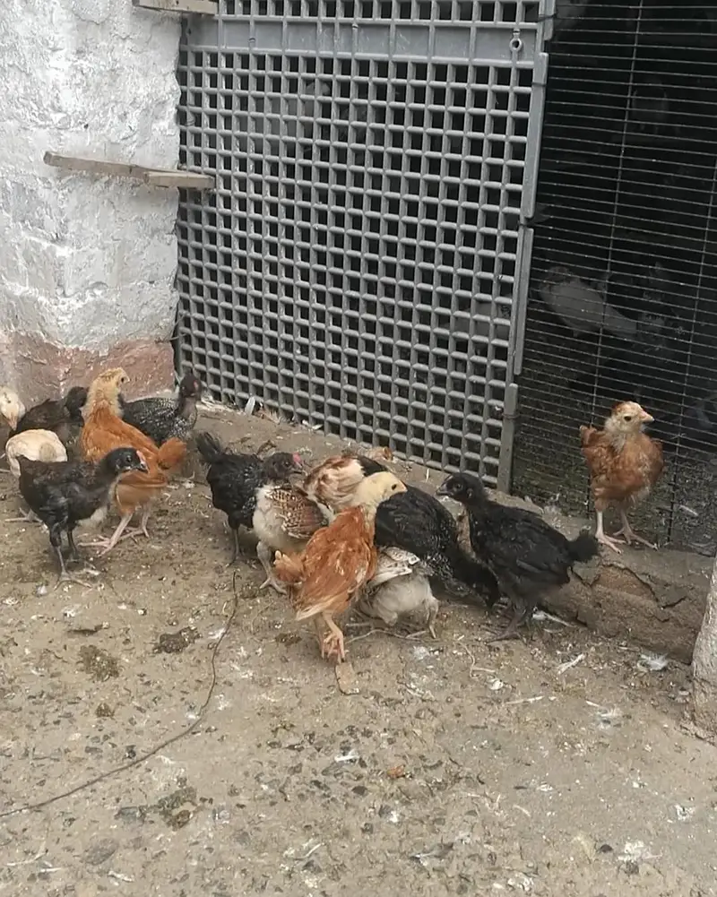 Golden Missri Chicks (0315)(0059632) — photo 4