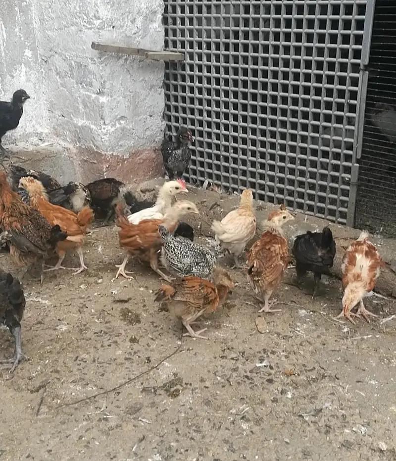 Golden Missri Chicks (0315)(0059632) — photo 5