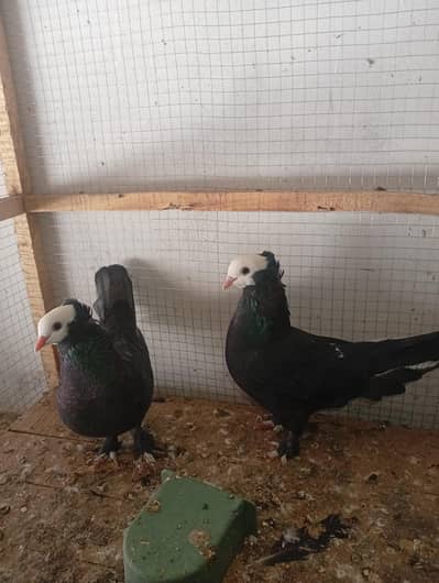 black mukhi breeder pair