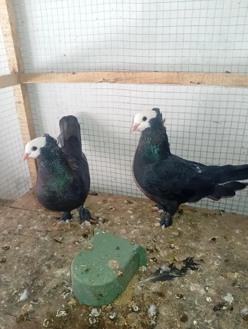 black mukhi breeder pair — photo 2