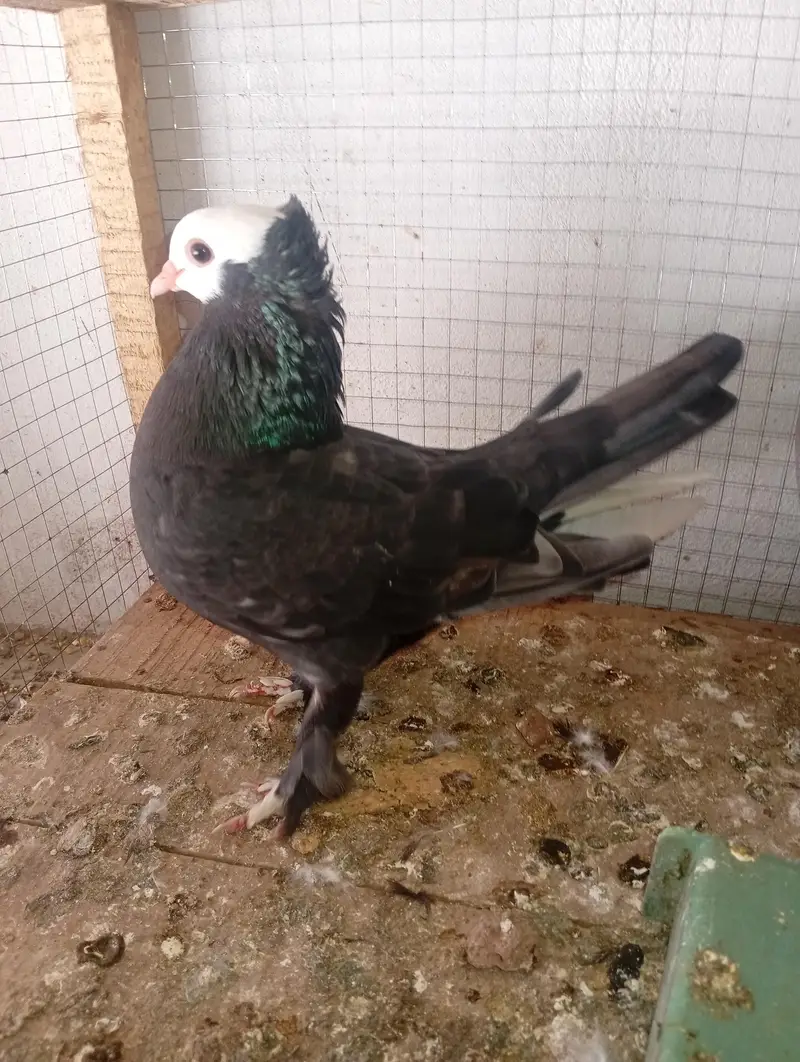black mukhi breeder pair — photo 3