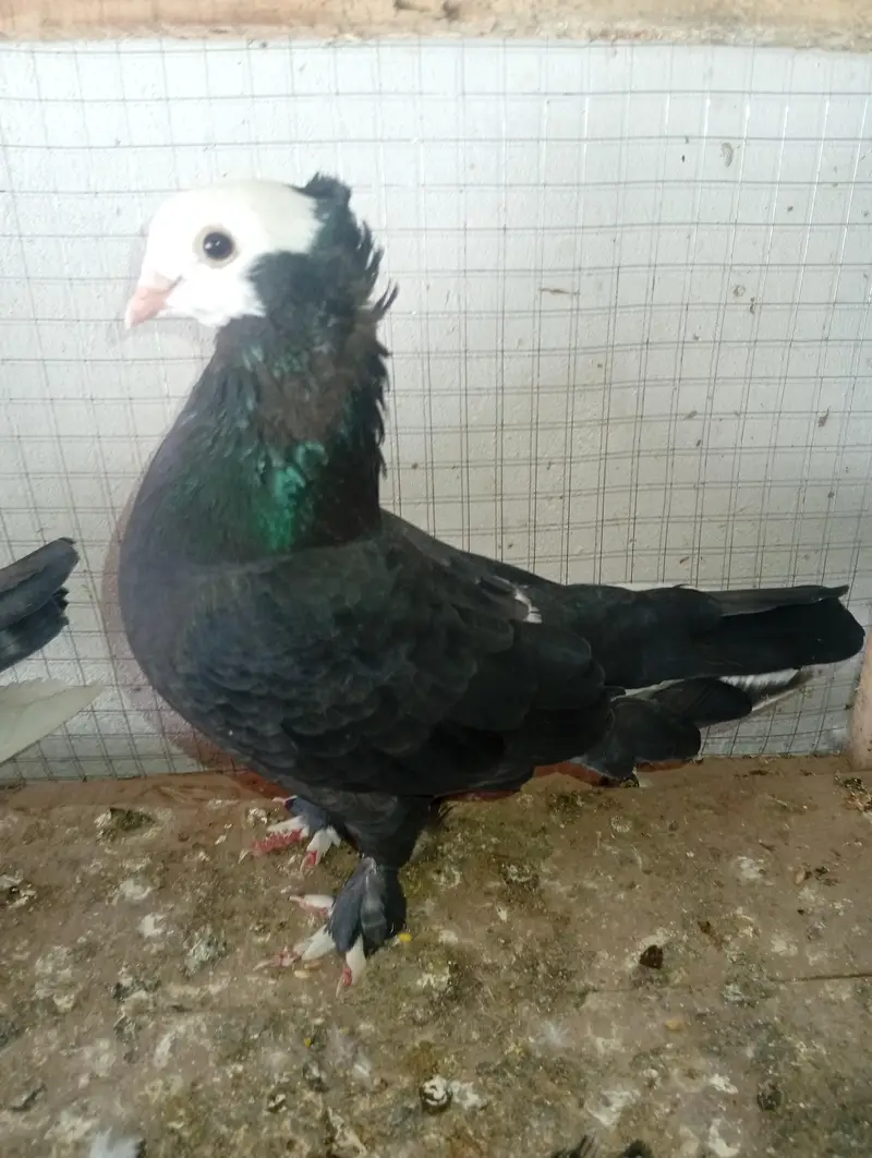 black mukhi breeder pair — photo 4