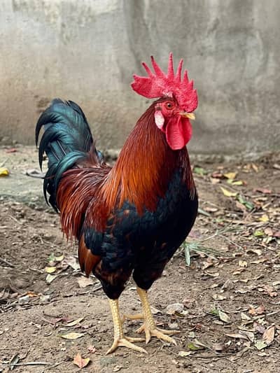 Rooster