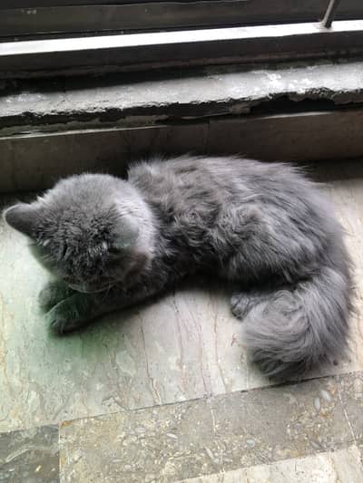 Small kitty for sale