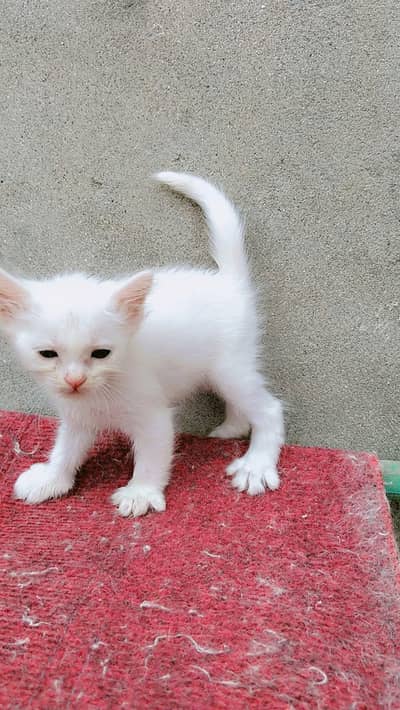 persian kittens