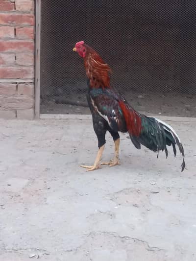 Aseel male for sale age 1 year