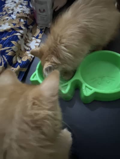 Persian Kitten Triple coat top breed