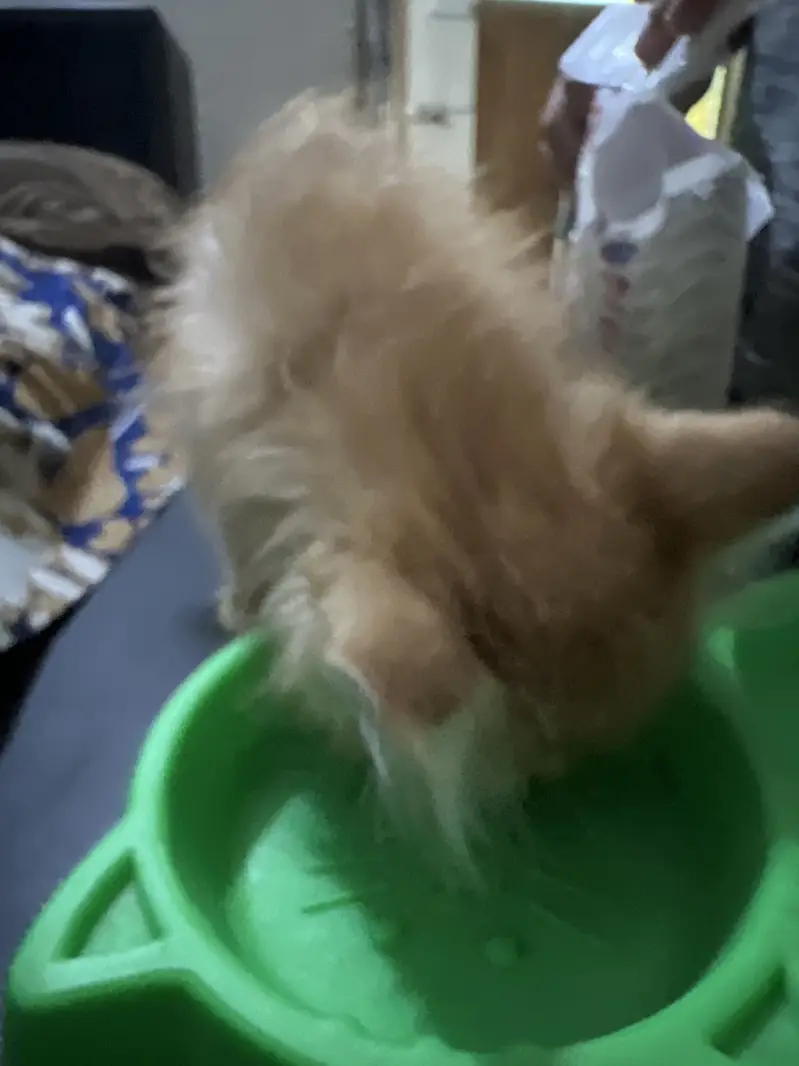 Persian Kitten Triple coat top breed — photo 2