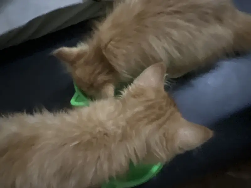 Persian Kitten Triple coat top breed — photo 3