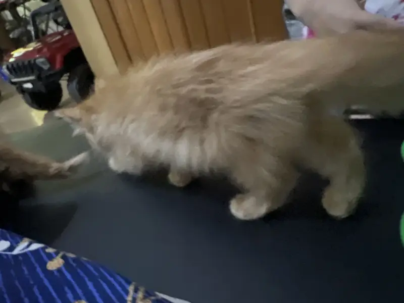Persian Kitten Triple coat top breed — photo 4