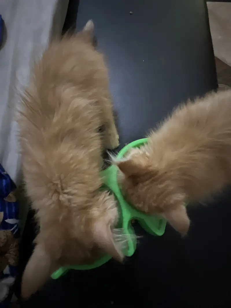 Persian Kitten Triple coat top breed — photo 5