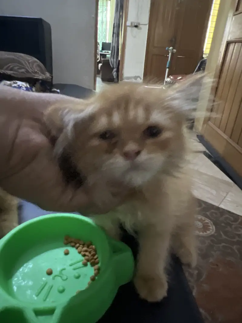 Persian Kitten Triple coat top breed — photo 6