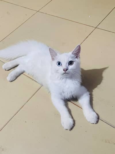 Persian cat odd eyes
