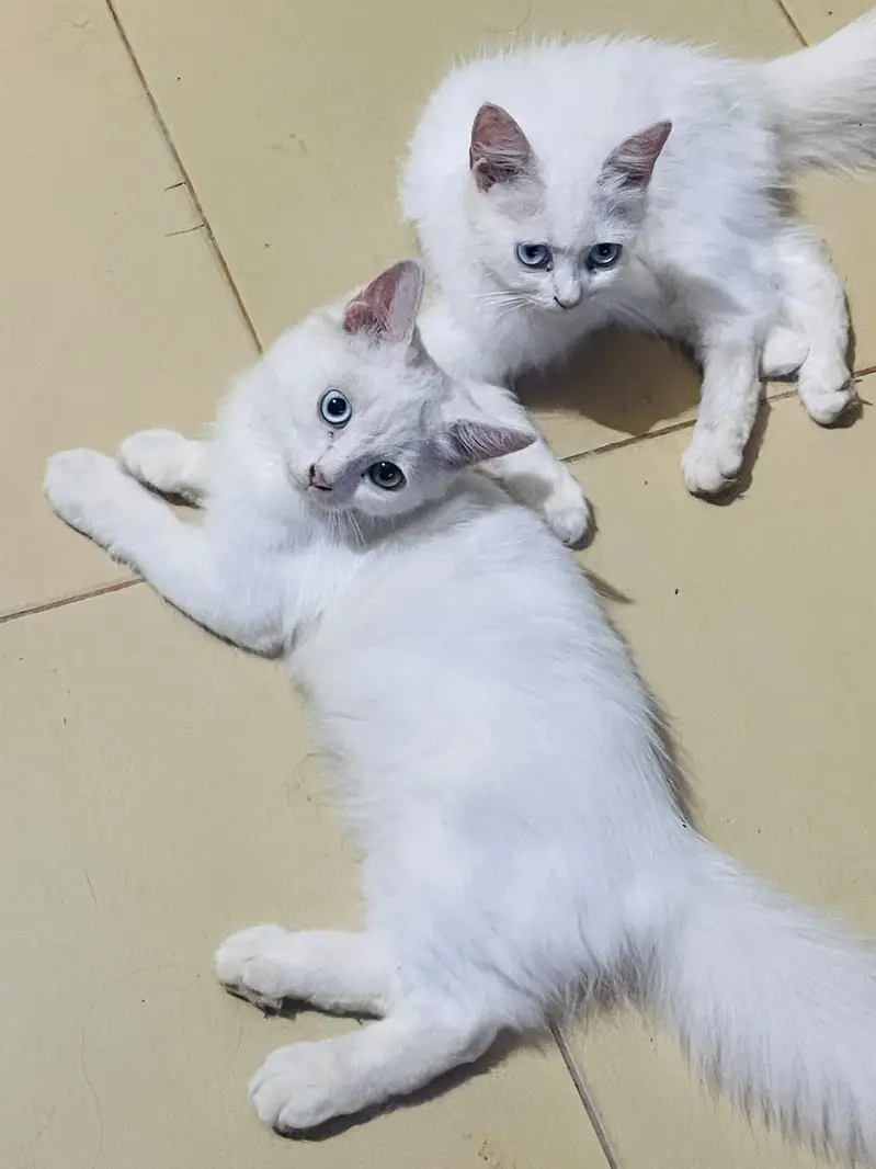Persian cat odd eyes — photo 2
