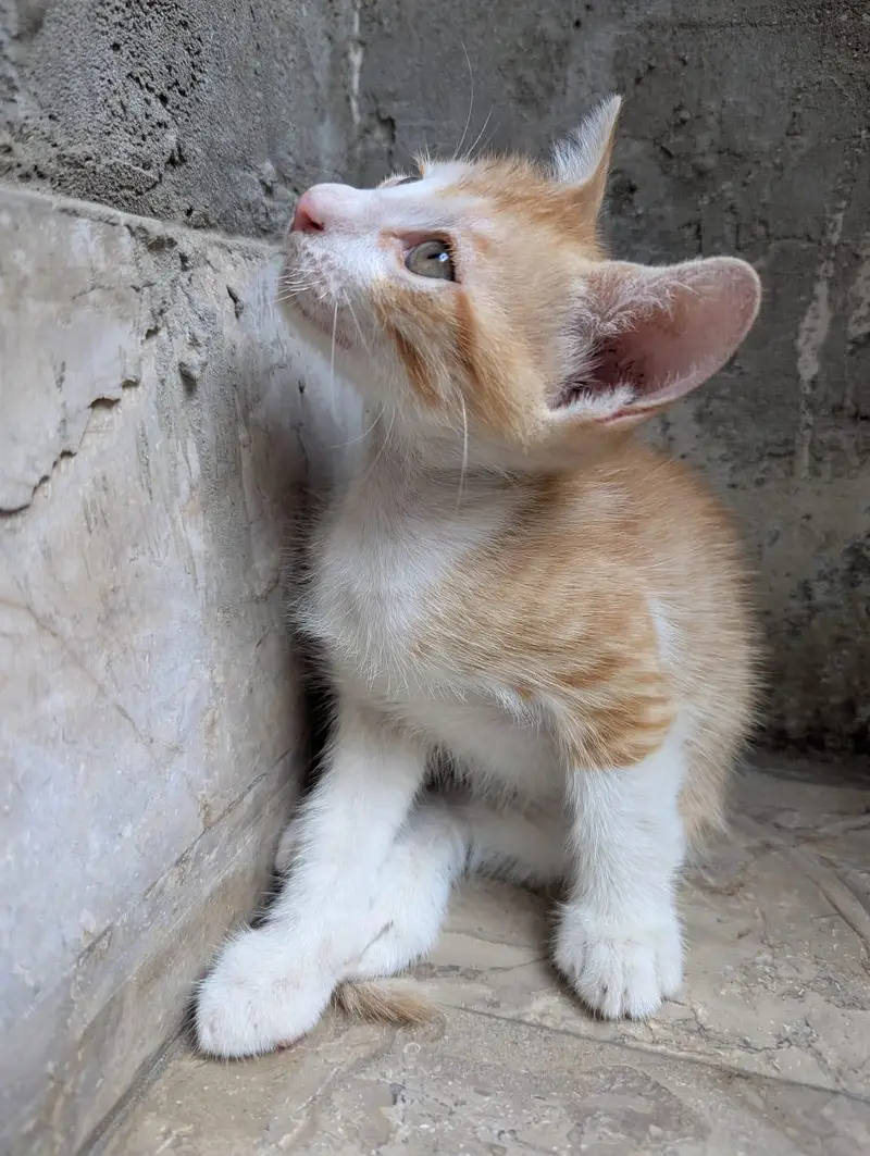 cuteness overload — photo 4