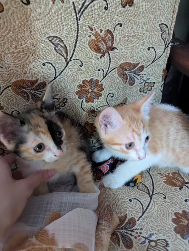 cuteness overload — photo 5