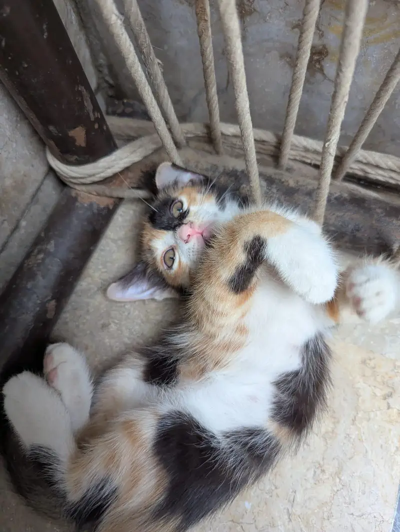 cuteness overload — photo 6