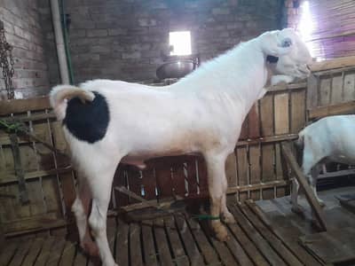tedda breeder Bakra big size breeder Bakra ablak bakra qurbani 2027