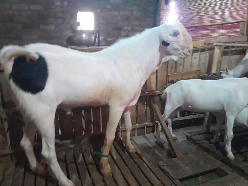 tedda breeder Bakra big size breeder Bakra ablak bakra qurbani 2027 — photo 3