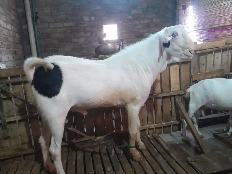 tedda breeder Bakra big size breeder Bakra ablak bakra qurbani 2027 — photo 4