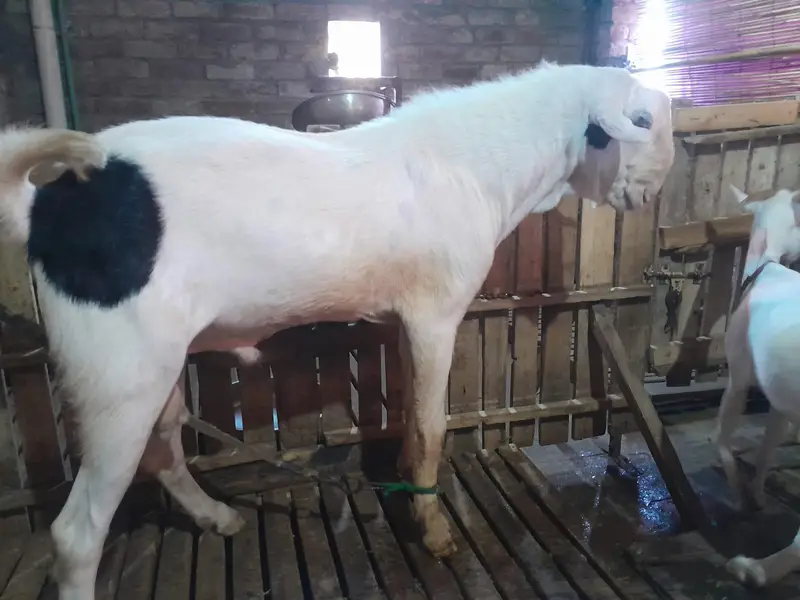 tedda breeder Bakra big size breeder Bakra ablak bakra qurbani 2027 — photo 6