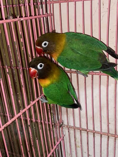 2 lovebirds Pair breeder