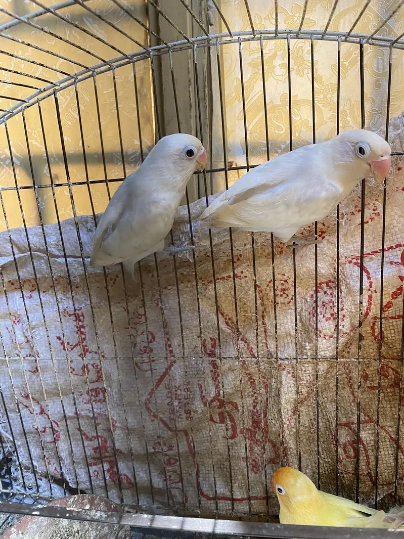 2 lovebirds Pair breeder — photo 3