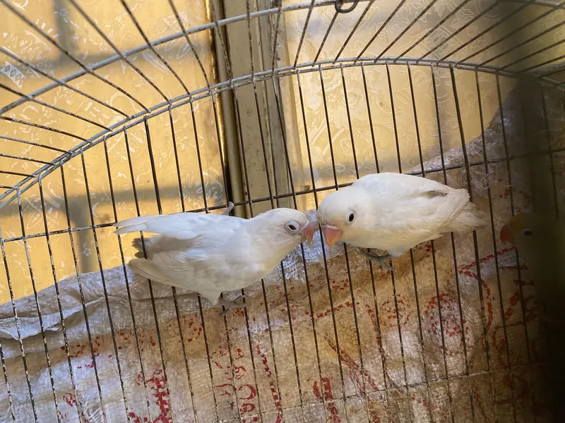 2 lovebirds Pair breeder — photo 4