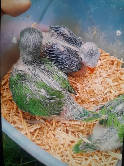 Green ringnek chiks available for sale full fully active on hand feed