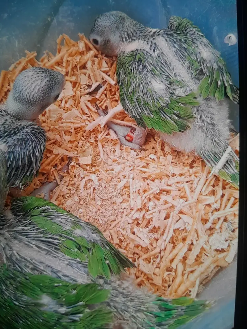 Green ringnek chiks available for sale full fully active on hand feed — photo 2