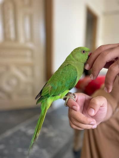 male full handtame talkative ringneck