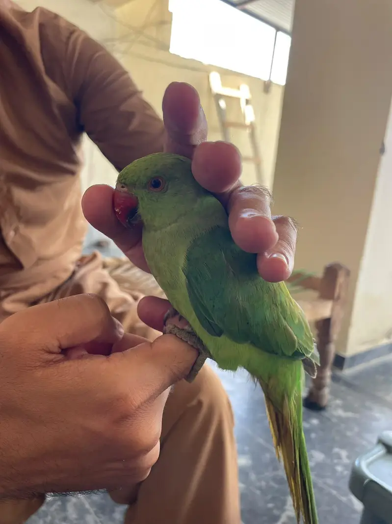 male full handtame talkative ringneck — photo 2