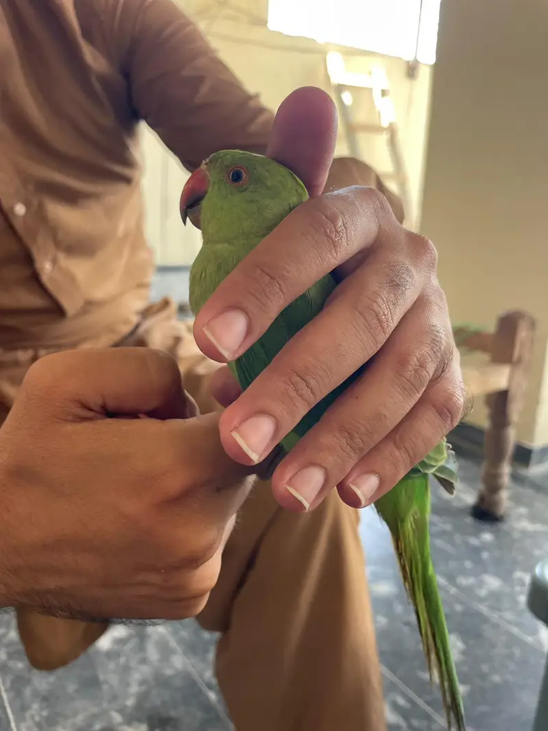 male full handtame talkative ringneck — photo 3