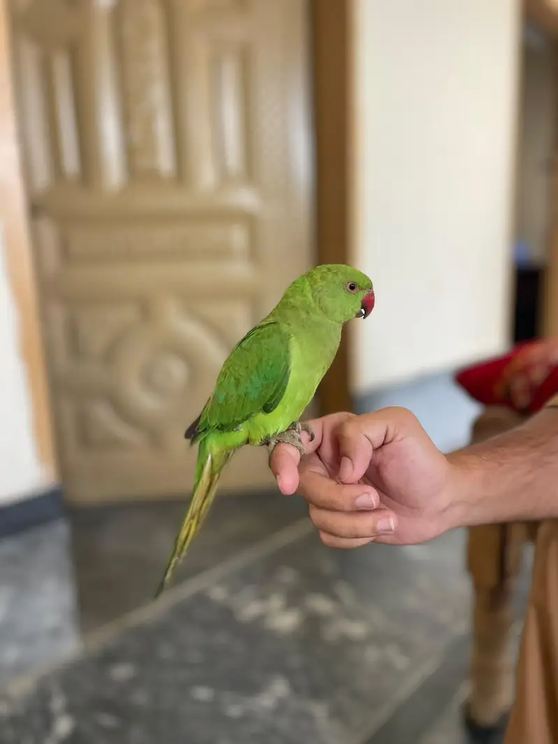 male full handtame talkative ringneck — photo 4