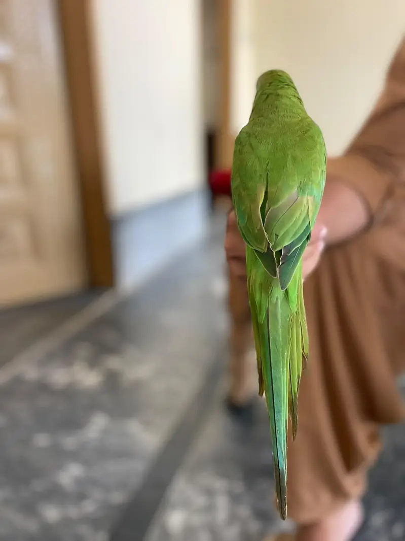 male full handtame talkative ringneck — photo 5
