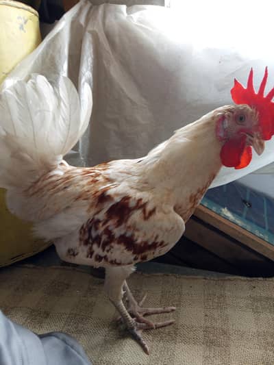 Healthy Leghorn Hens for Sale (8 Months Old)