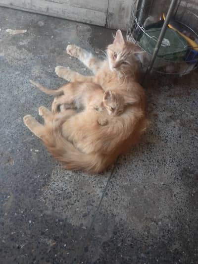 Persian male cat